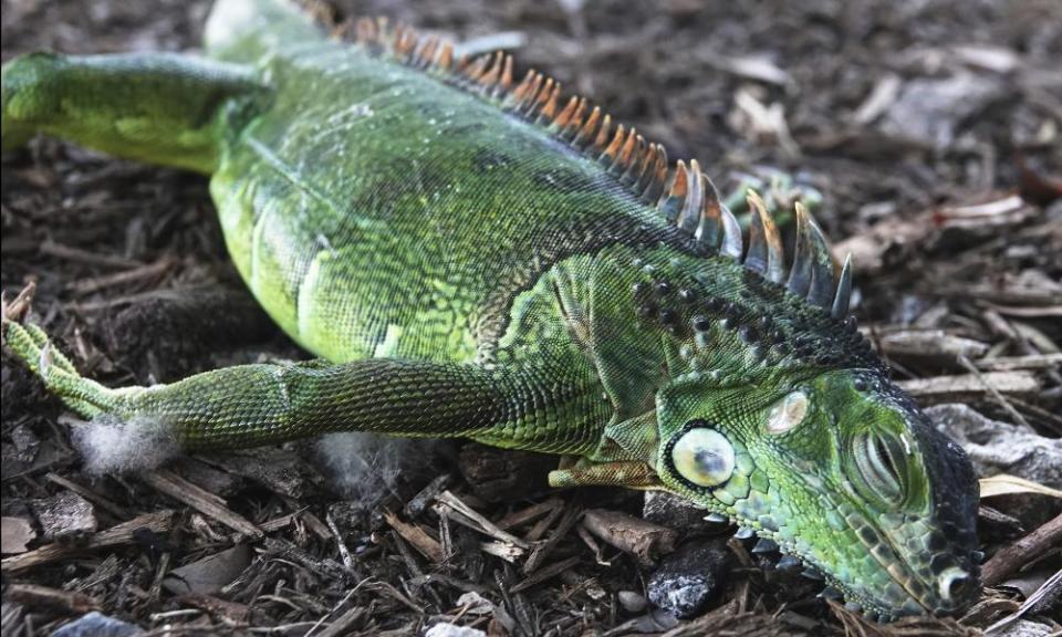 A stunned iguana after falling from a tree in Florida this week