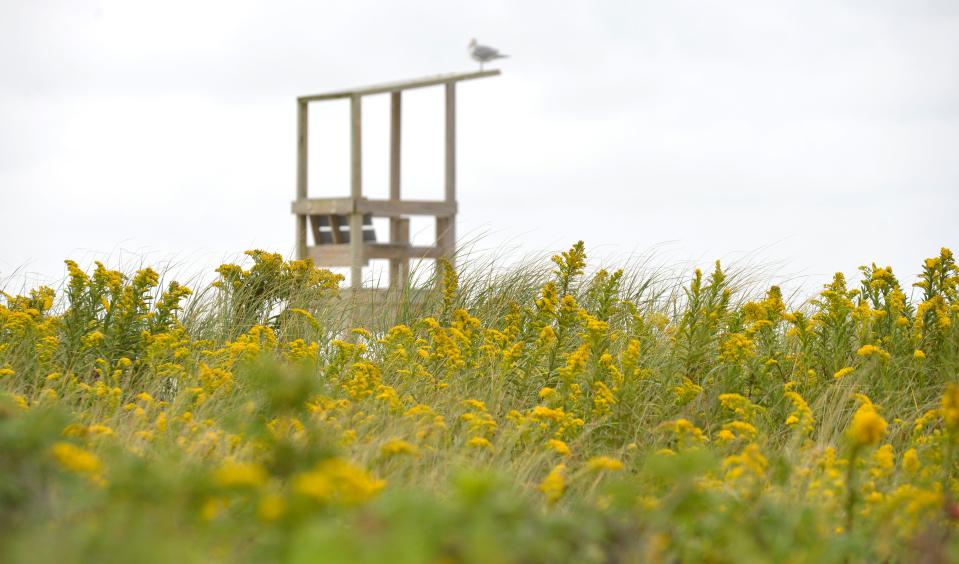 Get outside on New Year's Day with Barnstable Land Trust and Harwich Conservation Trust for a sunrise hike at Red River Beach, part of the BLT's First Day Hike series.