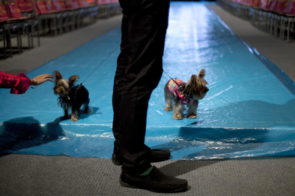 In this April 10, 2013 photo, a man stands with his dogs at the end of the catwalk as he waits for the start of a show by Peru's designer Amaro Casanova with his two dog at Lima Fashion Week in Lima, Peru. The shows are highlighting the work of 16 Peruvian designers of clothes, jewelry and accessories as well as the collection of Spanish designer Agatha Ruiz de la Prada, who was invited as a special participant. (AP Photo/Martin Mejia)