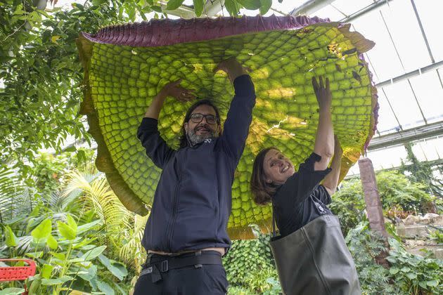 <p>En plus d'être la plus récente espèce de nénuphar géant, "Victoria boliviana", dont les feuilles peuvent mesurer jusqu'à trois mètres de large, est également la plus grande au monde.</p>