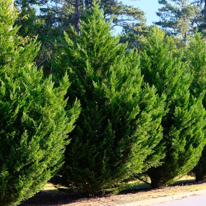  Leyland Cypress Trees in a Row along Road as hedge. 