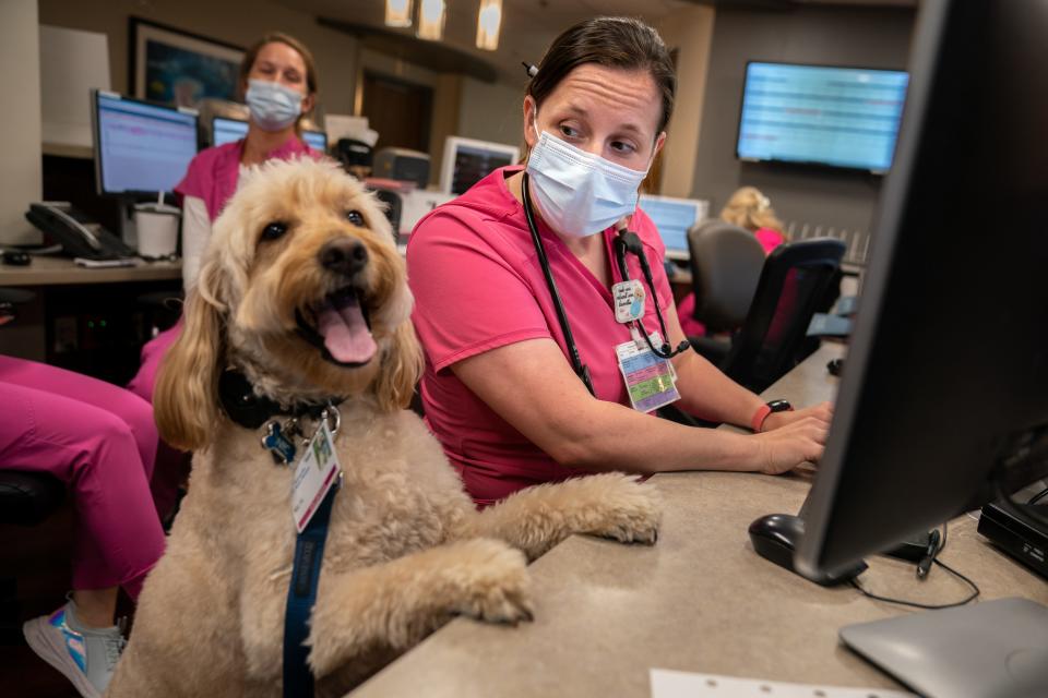 Nic, a 3-year-old therapy dog, puts his paws on the table after nurse Amy Smith asks him, "Nic, you want to chart with me?" Nurse and beast work together at Ascension Saint Thomas Hospital Midtown in Nashville, Tenn., Wednesday, July 27, 2022.