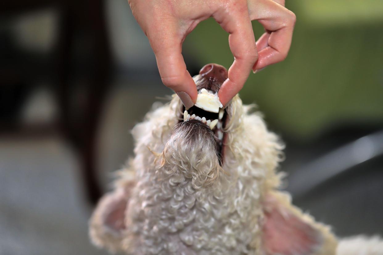 White Lady Poodle eating Cheese