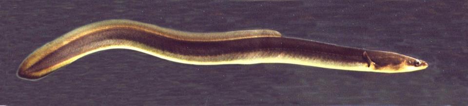 American eel (<em>Anguilla rostrata</em>) <a href="https://commons.wikimedia.org/wiki/File:Anguillarostratakils.jpg" rel="nofollow noopener" target="_blank" data-ylk="slk:Wikipedia;elm:context_link;itc:0;sec:content-canvas" class="link ">Wikipedia</a>, <a href="http://creativecommons.org/licenses/by-sa/4.0/" rel="nofollow noopener" target="_blank" data-ylk="slk:CC BY-SA;elm:context_link;itc:0;sec:content-canvas" class="link ">CC BY-SA</a>