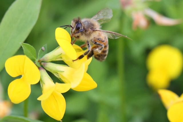 Could the world's first bee vaccine save honeybees?