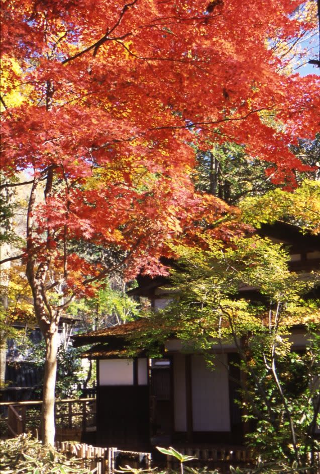 角館武家屋敷通有「小京都」美稱，非常適合半日散策慢慢體驗古老屋舍與紅葉氛圍。圖：翻攝自www.akitafan.com.tw