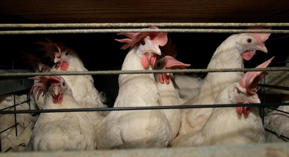 Chickens stand in their cage at the Rose Acre Farms, Monday, Nov. 16, 2009, near Stuart, Iowa.  About 96 percent of eggs sold in the United States come from hens who live in the so-called battery cages from the day they're born until their egg-laying days end 18 to 24 months later. (AP Photo/Charlie Neibergall)
