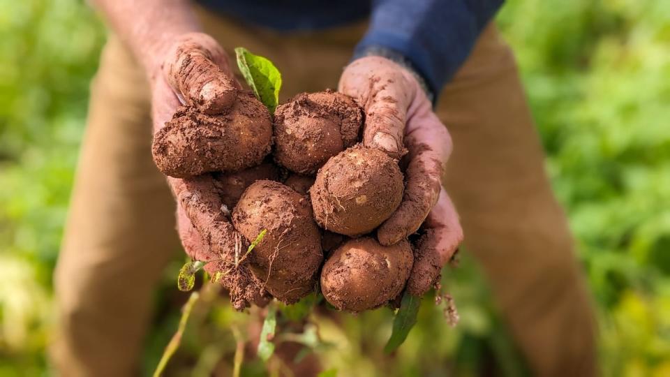 Soil sticks to some potatoes freshly dug out of a P.E.I. field.