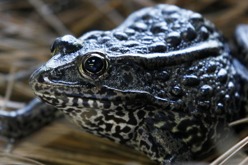 FILE - In this Sept. 27, 2011, file photo, is a gopher frog at the Audubon Zoo in New Orleans. Federal wildlife officials are proposing limits on what can be declared as "habitat"" for imperiled plants and animals. The proposal to be announced Friday, July 31, 2020, and obtained in advance by The Associated Press would for the first time define "habitat" for purposes of enforcing the Endangered Species Act, the landmark law that has undergirded species protections efforts in the U.S. since 1973. (AP Photo/Gerald Herbert, File)