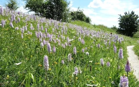 Orchids on a road verge in Kent - Credit: Trevor Dines/Plantlife