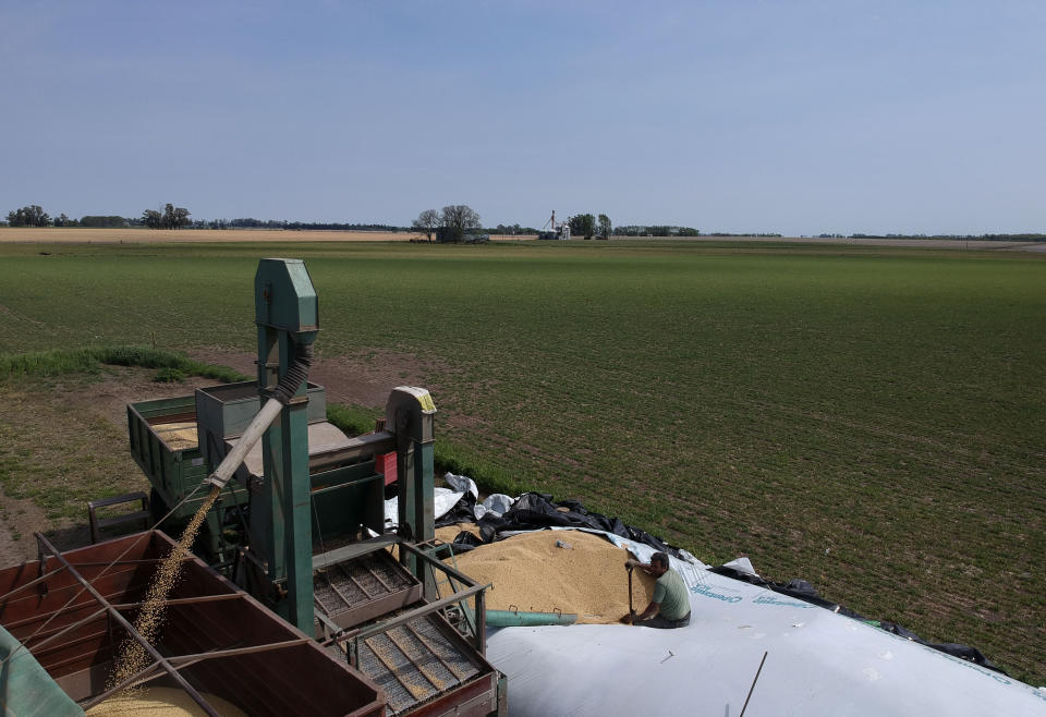 In this Oct. 9, 2019 photo, farm worker Luis Maldonado takes a break from harvesting soybeans on the outskirts of Pergamino, Argentina. The South American country is one of the world's top exporters of grains. Fears of a return of high export taxes come as the sector seeks to rebound from one of the worst drought in years that badly damaged crops two seasons ago. (AP Photo/Natacha Pisarenko)