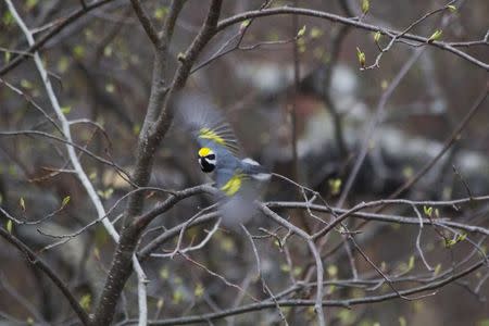 A male golden-winged warbler takes flight in the Cumberland Mountains of Tennessee, in this undated handout photo provided by Gunnar Kramer. Scientists said on December 18, 2014 a population of this bird fled its nesting grounds in Tennessee up to two days before the arrival of a fierce storm system that unleashed 84 tornadoes in southern U.S. states in April, apparently alerted to the danger by sounds at frequencies below the range of human hearing. Mandatory Credit REUTERS/Gunnar Kramer