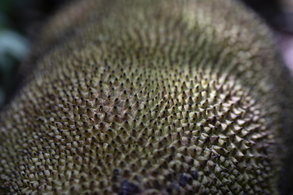 A harvested jackfruit sits on the grounds of the state’s government palace in Rio de Janeiro, Brazil, Wednesday, Feb. 10, 2021. The jackfruit tree was originally imported from India by the Portuguese, and the invasive species proliferated in Brazil’s lush Atlantic Forest. (AP Photo/Silvia Izquierdo)