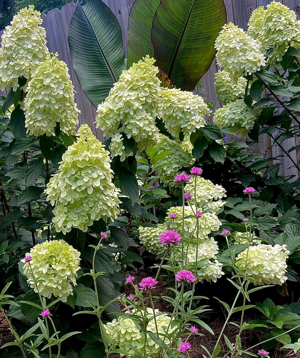 This time of the year landscapes all across the county are showing out with Hydrangea paniculata varieties like Limelight and this new Limelight Prime that offers showy visibility all day and night.