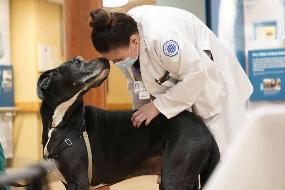 Staff member Francis Marrero greets Marley, a Great Dane, at The Hebrew Home at Riverdale in New York, Wednesday, Dec. 9, 2020. New dog recruits are helping to expand the nursing home's pet therapy program, giving residents and staff physical comfort while human visitors are still restricted because of the pandemic. (AP Photo/Seth Wenig)