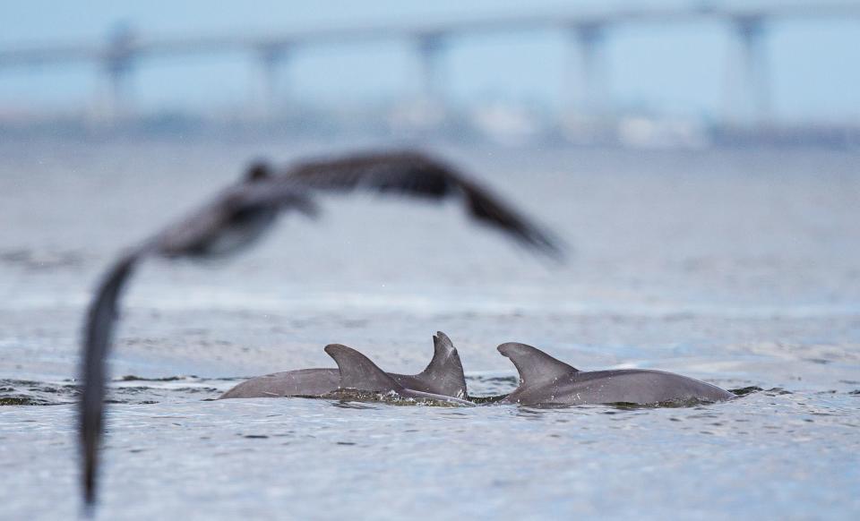 A pod of dolphins surface off of Bowditch Point Park on Fort Myers Beach on Thursday, Oct. 5, 2023. They were documented hunting, playing and moving through San Carlos Bay into Matanzas Pass