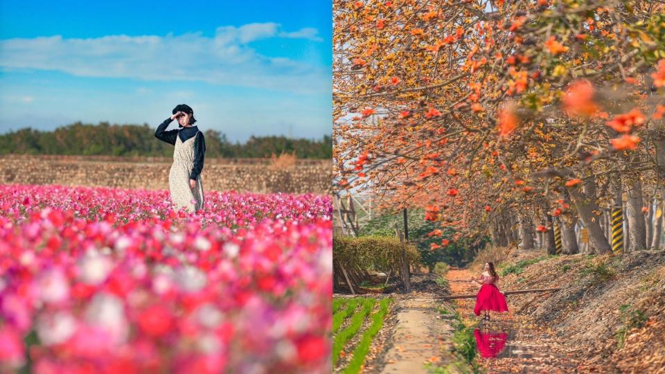 彰化浪漫春旅 賞木棉花隧道、九重葛花瀑！順遊文青美拍景點