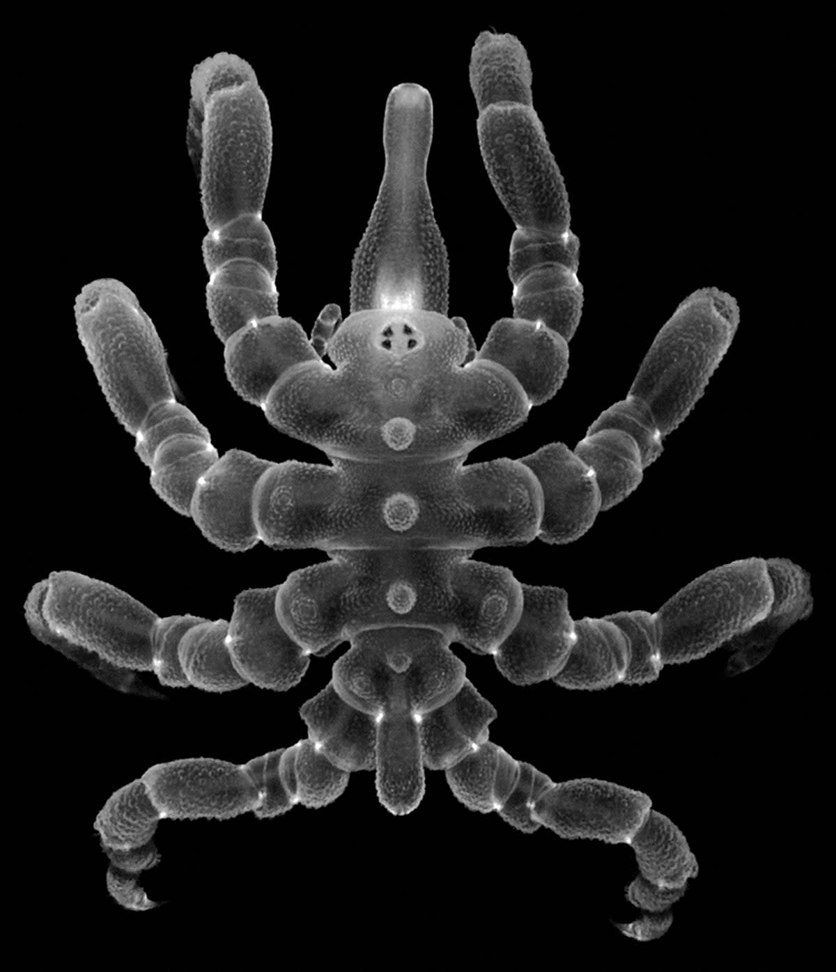 A fully regenerated adult male of sea spider (University of Greifswald/AFP via)