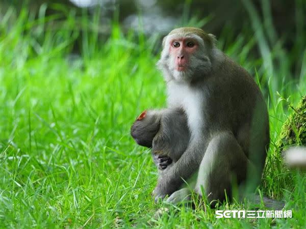 對猴媽媽來說，牠是永遠的心肝寶貝。（圖／玉管處提供）