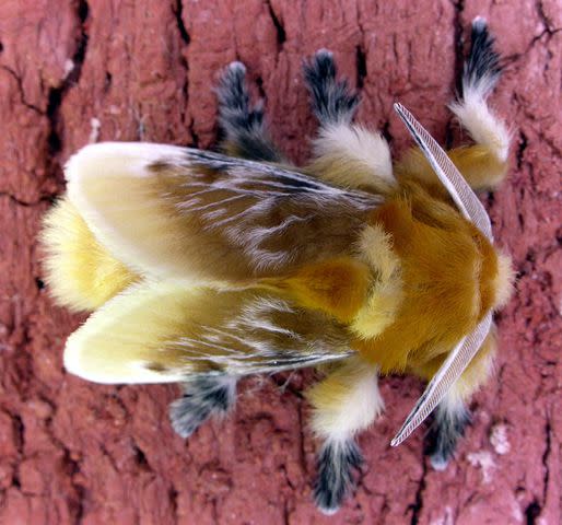 Patrick Coin / Wikimedia Commons / CC BY-SA 2.5 Southern flannel moth