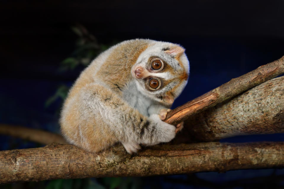 A slow loris is perched on a tree branch, looking curiously at the camera with its large, round eyes