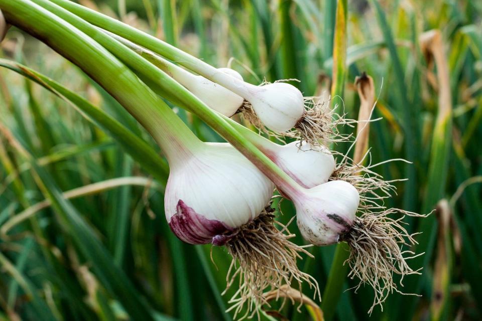 Green Garlic