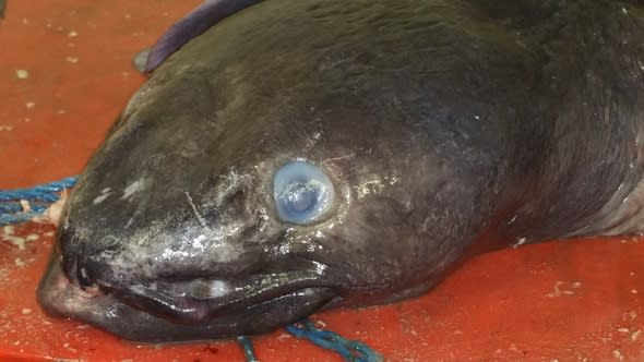 Record-breaking 20ft eel caught off British coast
