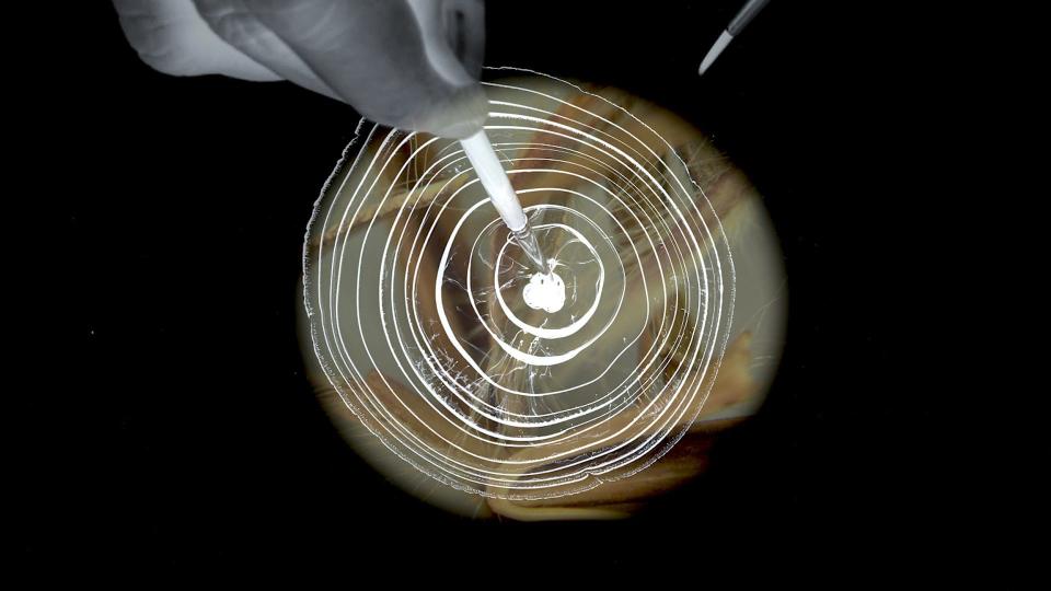Concentric white circles are superimposed over a microscopic color image of Big Bluestem seeds in Cadine Navarro's video and immersive installation "Seed Songs for a New Earth," running through Aug. 15 at the Wexner Center for the Arts.