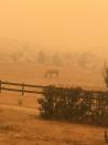 A horse grazes amid haze in Jindabyne, a township affected by the Dunns Road bushfire, in New South Wales, Australia