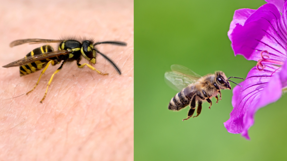 Wie unterscheiden sich Wespen (links) von Bienen (rechts)? - Copyright: getty images