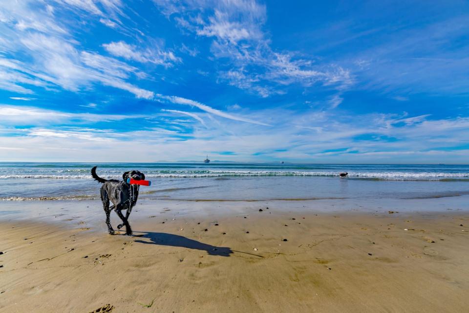 Dog Carrying Toy In Mouth While Walking At Beach