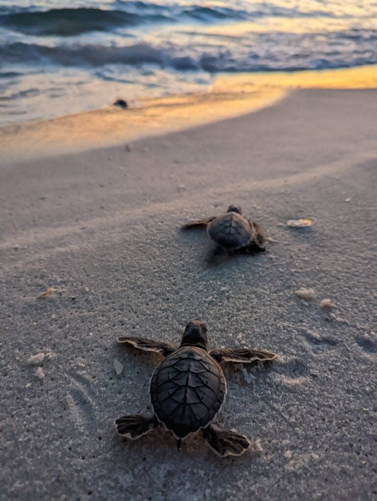 While the 2022 sea turtle nesting season brought a dramatic uptick in nests and hatchlings to Panama City Beach, it also reinforced some major concerns about artificial lighting along the coast.