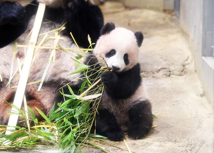 【上野動物園完全指南】人氣亮點＆美食、伴手禮及服務情報大解析