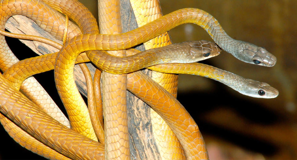 Common tree snake