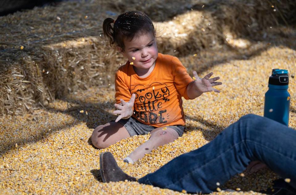 Josie, 2, plays in the corn pit at Dutch Hollow Farms in Modesto, Calif., Thursday, Oct. 5, 2023.