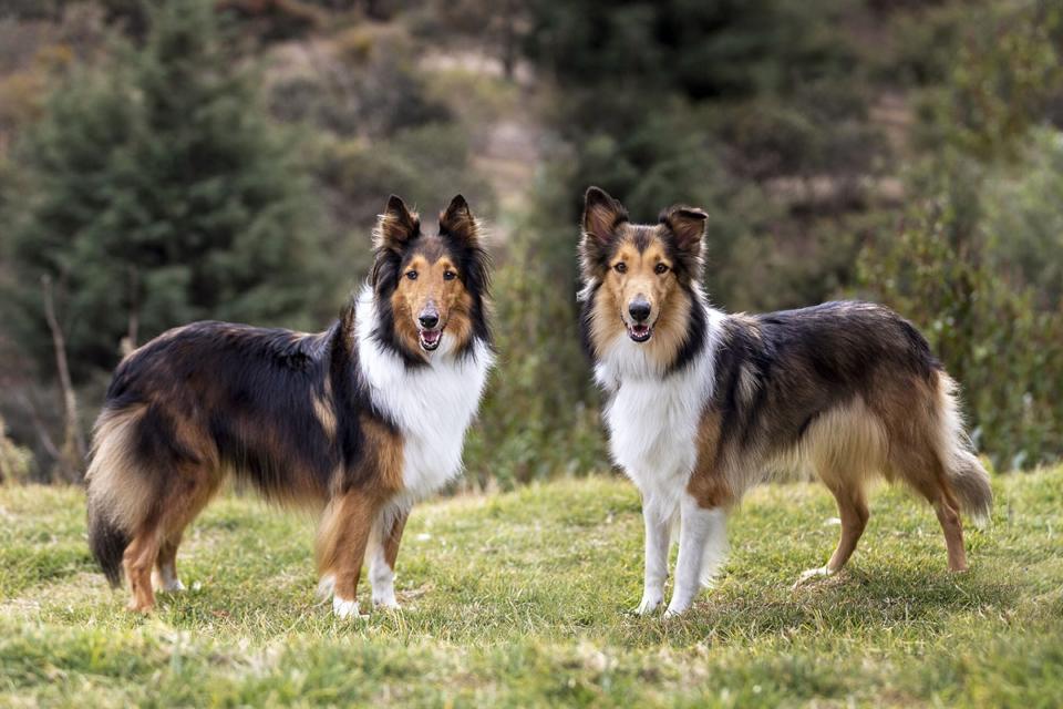 two rough collies with long hair standing on grass