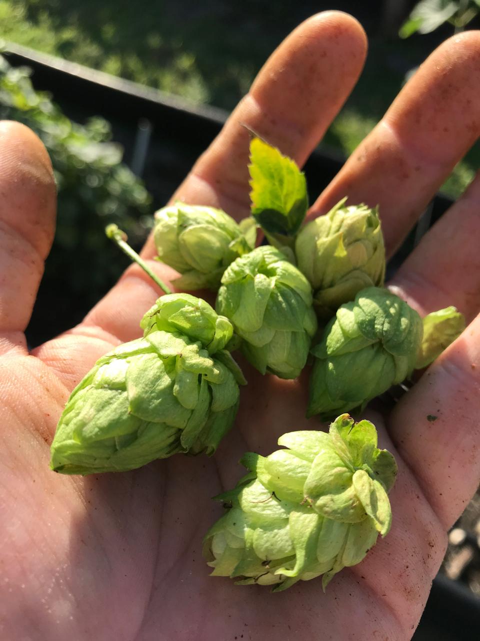 Hops harvested from Crazy Dingo Brewing Co. and Southern Fresh Farms in south Fort Myers.