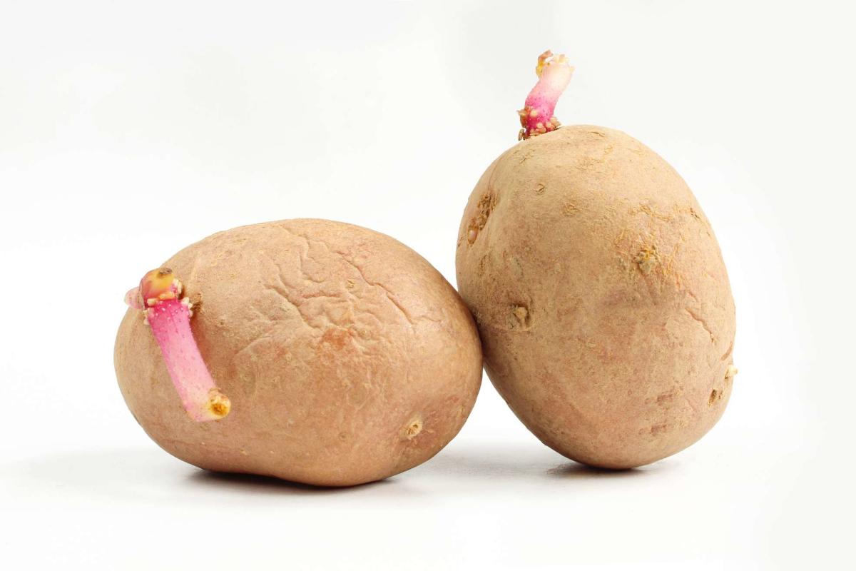 Russet Potatoes Bag (50 pounds)  Online grocery shopping & Delivery -  Smart and Final