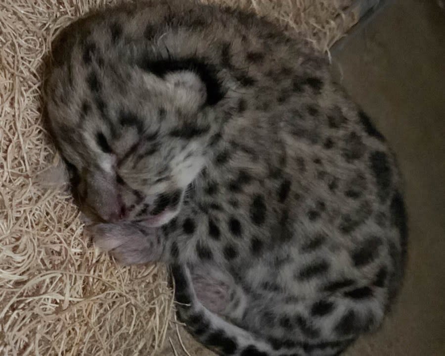 A new snow leopard cub was welcomed to John Ball Zoo on June 6. (John Ball Zoo)