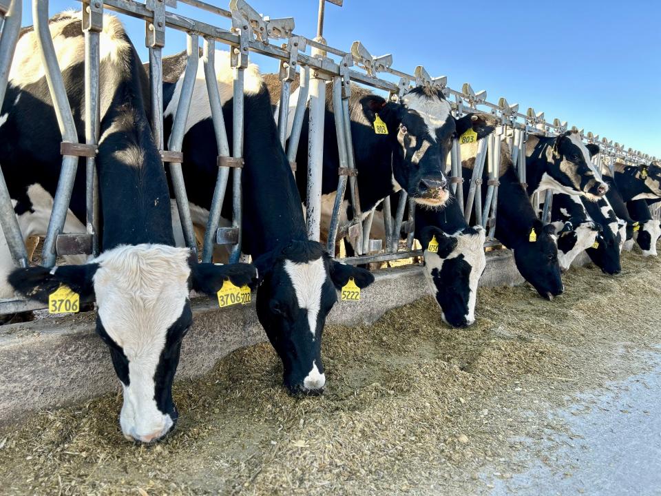 Osterkamp Dairy cows feed in Castro County, Texas.