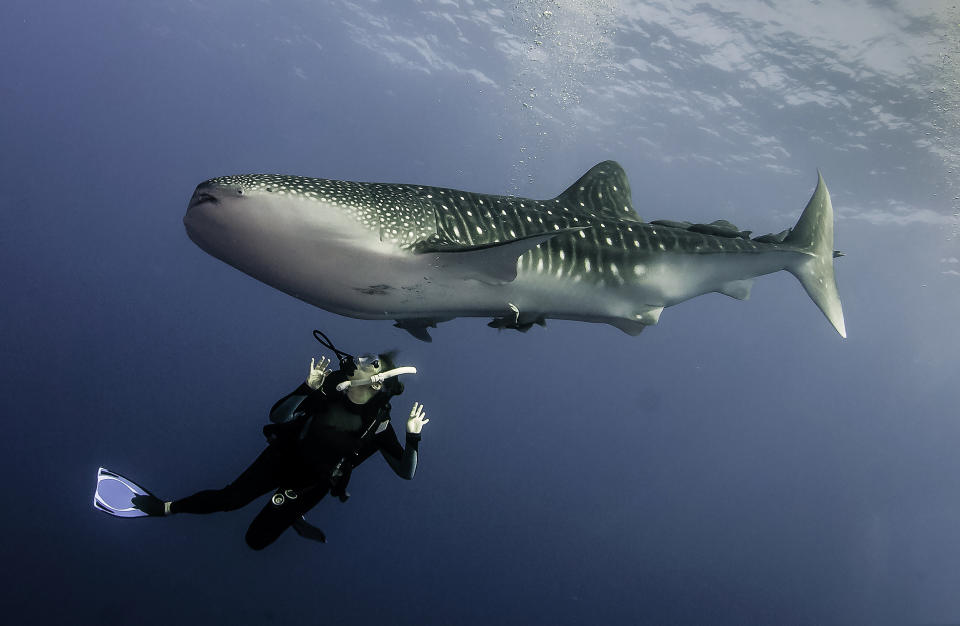 A whale shark off the coast of Cabo San Lucas, Mexico. (Getty Images)