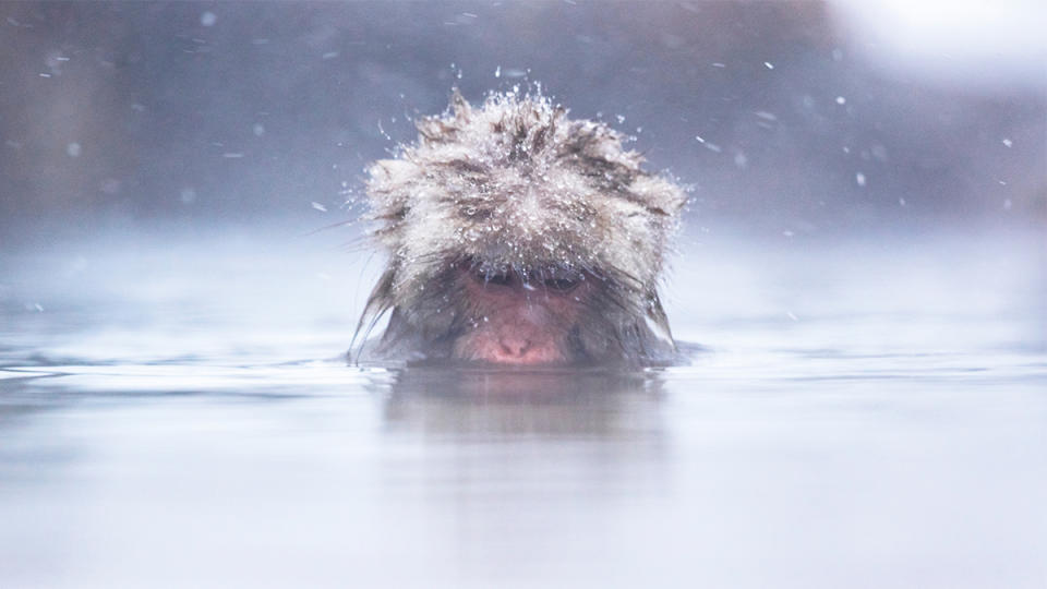 Nagano's Jigokudani Monkey Park is home to a group of Japanese macaques who loves bathing in natural hot springs.