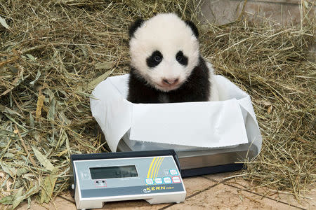 A Giant Panda twin cub which was born on August 7, 2016, is sitting on scales in this handout photograph dated October 27, 2016, released on November 3, 2016, at Schoenbrunn Zoo in Vienna, Austria. Schoenbrunn Zoo/Daniel Zupanc/Handout via REUTERS