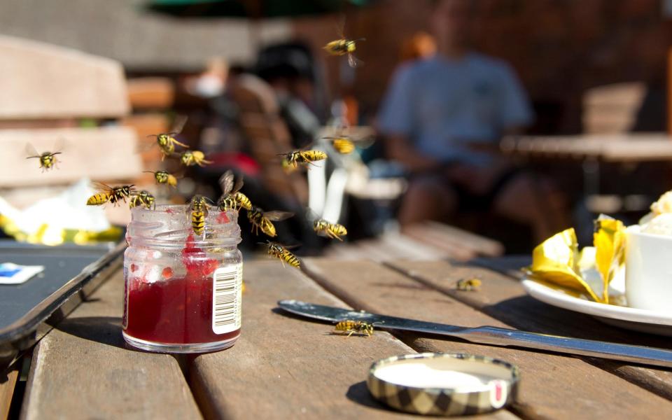 Jam means a party for wasps - www.alamy.com