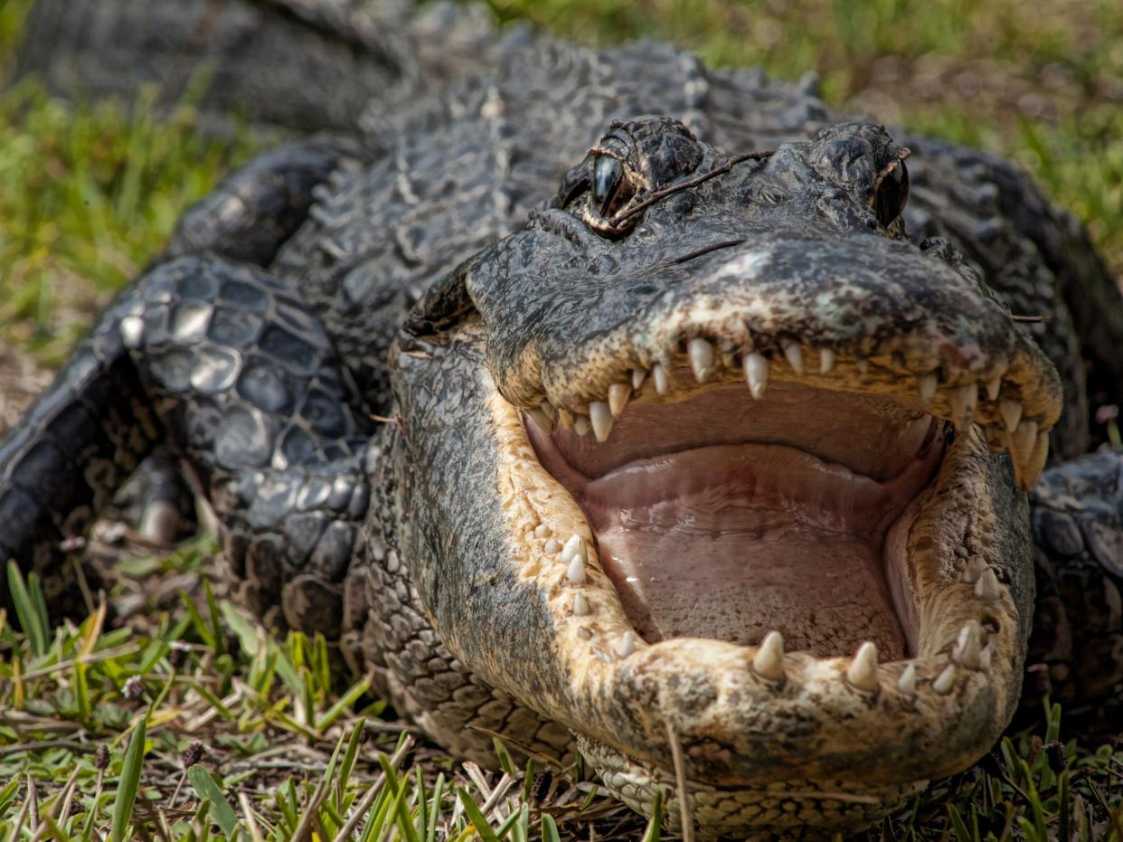 An alligator with its mouth open.