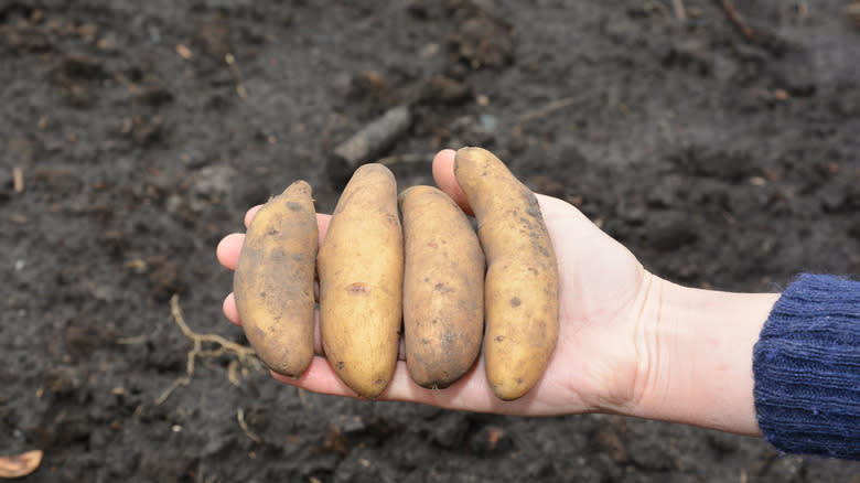 freshly dug fingerling potatoes