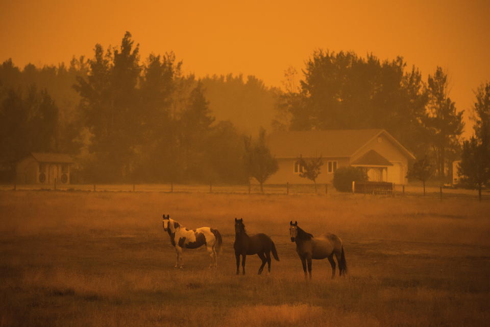 <p>Thick smoke from wildfires burning in the region fills the air and blocks out the sun as horses stand on a ranch just before 6 p.m, in Vanderhoof, British Columbia, on Wednesday Aug. 22, 2018. According to Environment Canada sunset in the town on Wednesday was to be at 8:30 p.m. (Darryl Dyck/The Canadian Press via AP) </p>