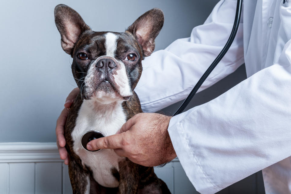 狗狗健康檢查時，獸醫會進行聽診，確認是否有不正常的雜音。示意圖來源：Getty Images