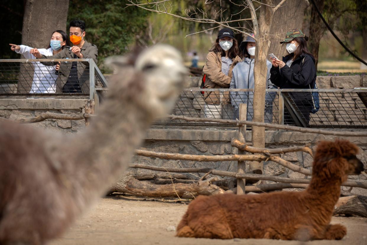 Visitors wearing face masks look at alpacas at the Beijing Zoo after it reopened its outdoor areas for the first time after they were closed during the coronavirus outbreak in Beijing on March 24, 2020.