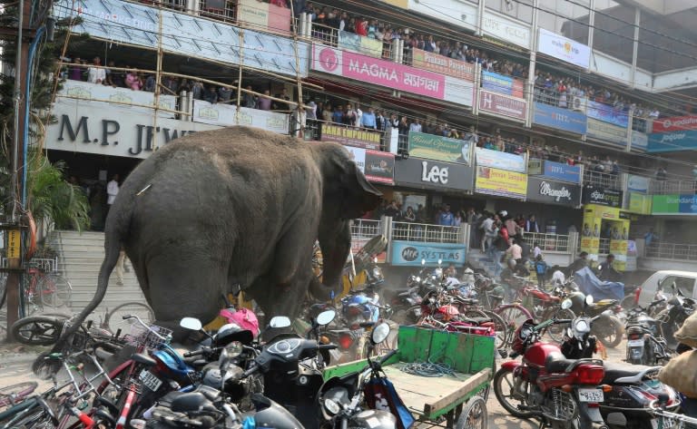 The wild elephant was tranquilised and captured by wildlife officials and transported to a forest near the Indian city of Siliguri